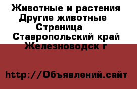 Животные и растения Другие животные - Страница 3 . Ставропольский край,Железноводск г.